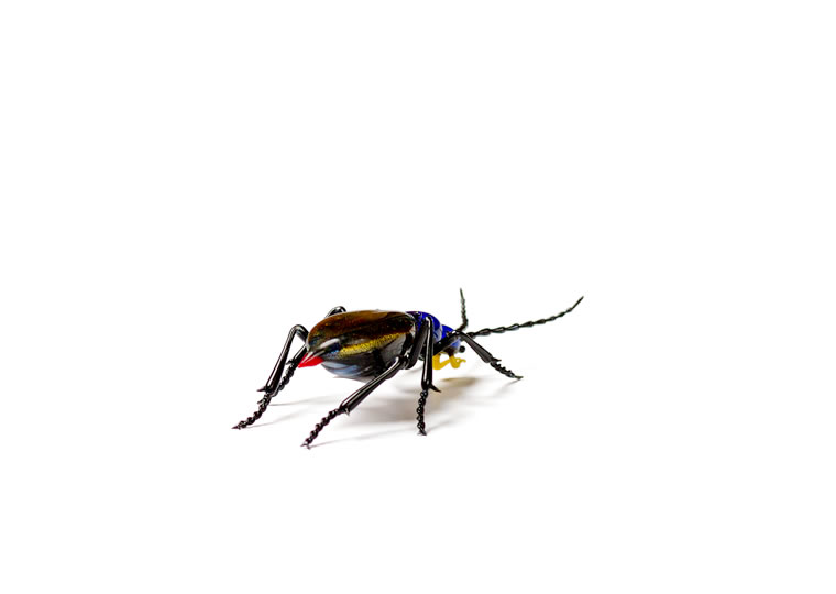 皆川禎子「昆虫：小瑠璃虫 レース虫 II」
