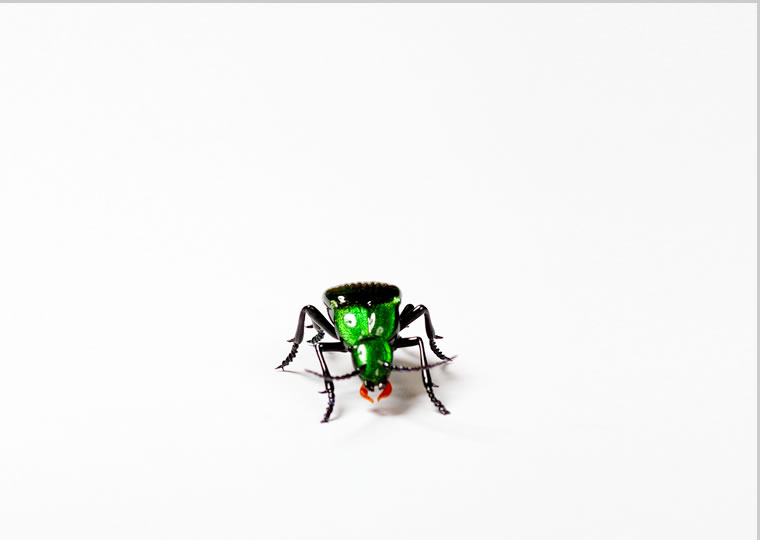 皆川禎子「昆虫：小瑠璃虫 スジ虫」