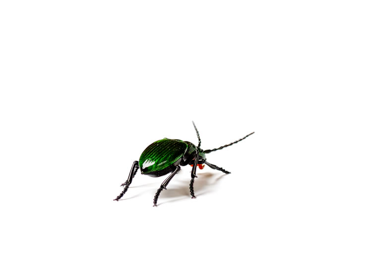 皆川禎子「昆虫：小瑠璃虫 スジ虫」